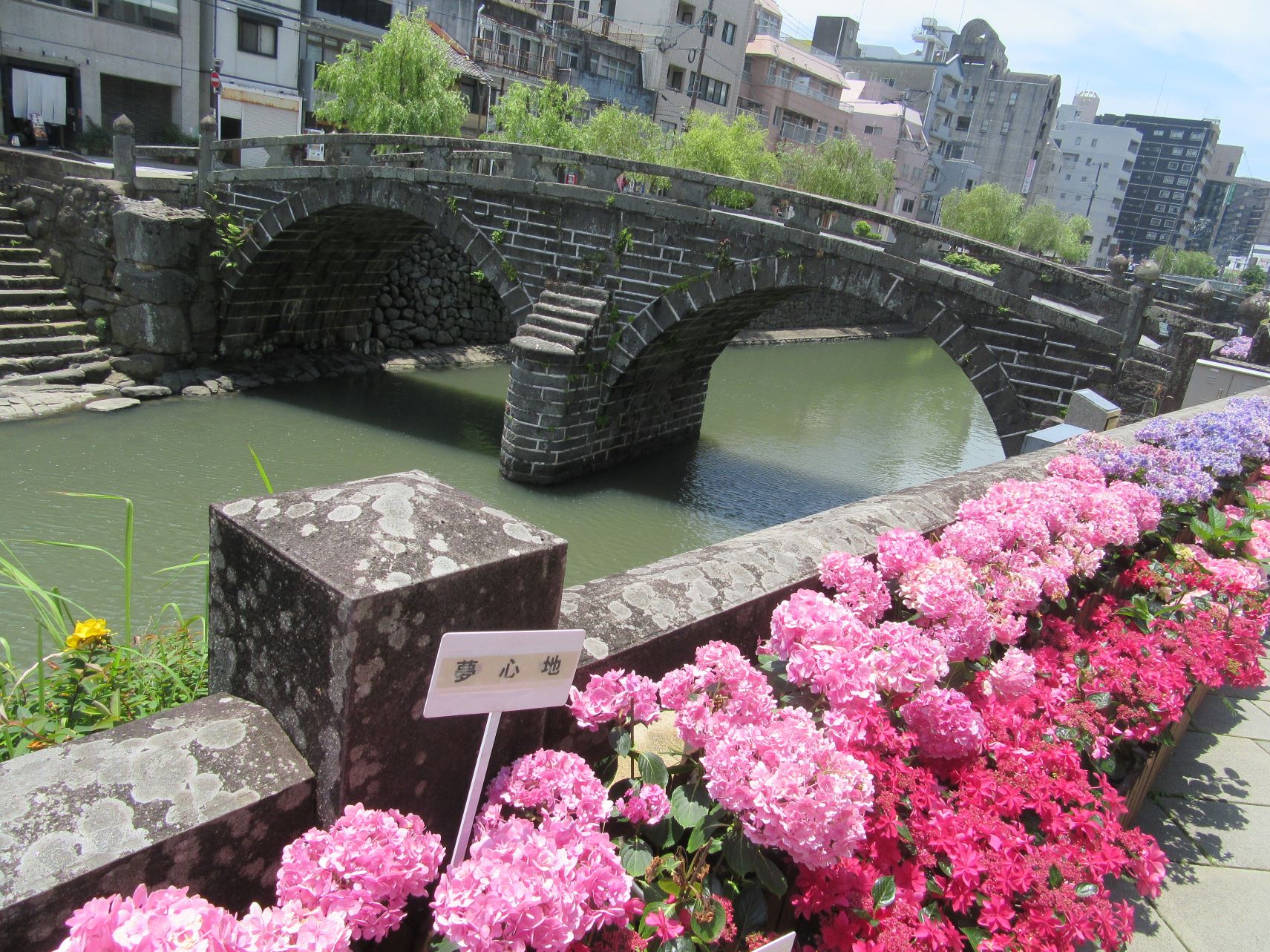 長崎市眼鏡橋付近に咲く、「夢心地」という品種の紫陽花。