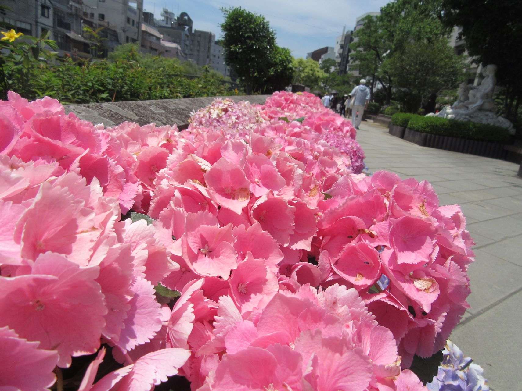 長崎市の眼鏡橋付近の淡いピンクのあじさいを拡大。