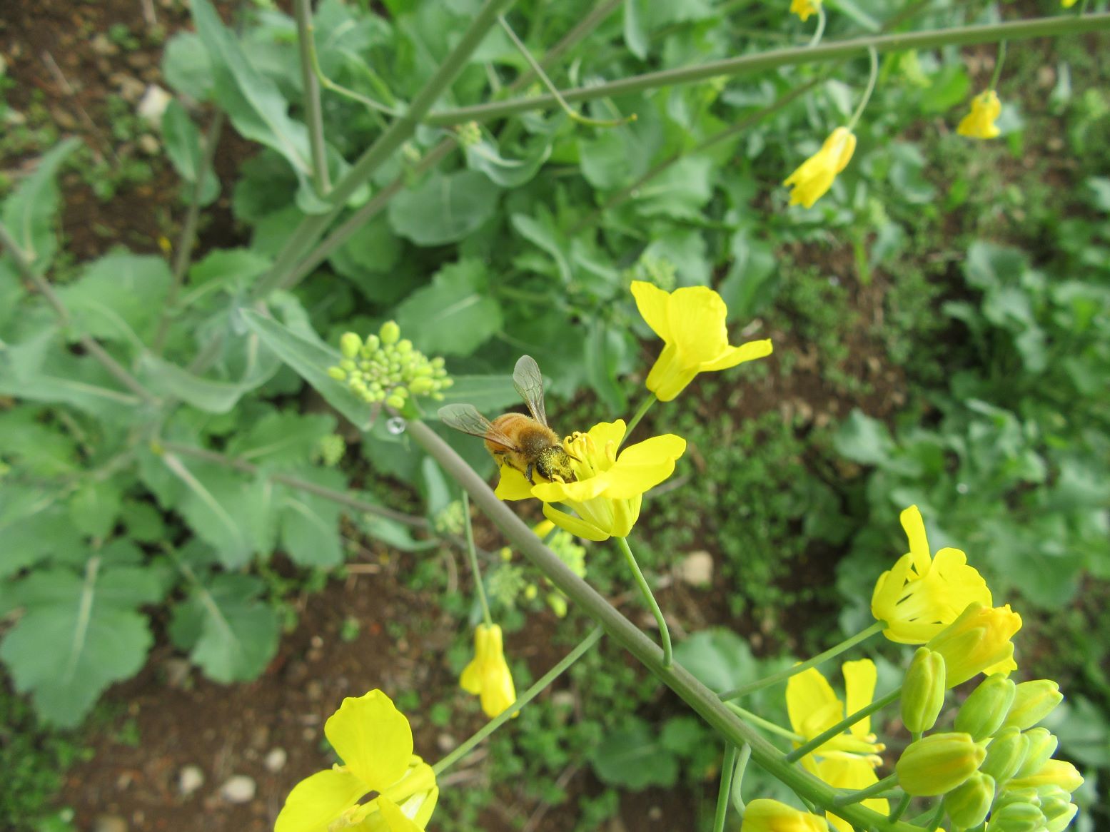 長崎県諫早市の白木峰高原にて撮影した、菜の花から蜜を吸うミツバチです。