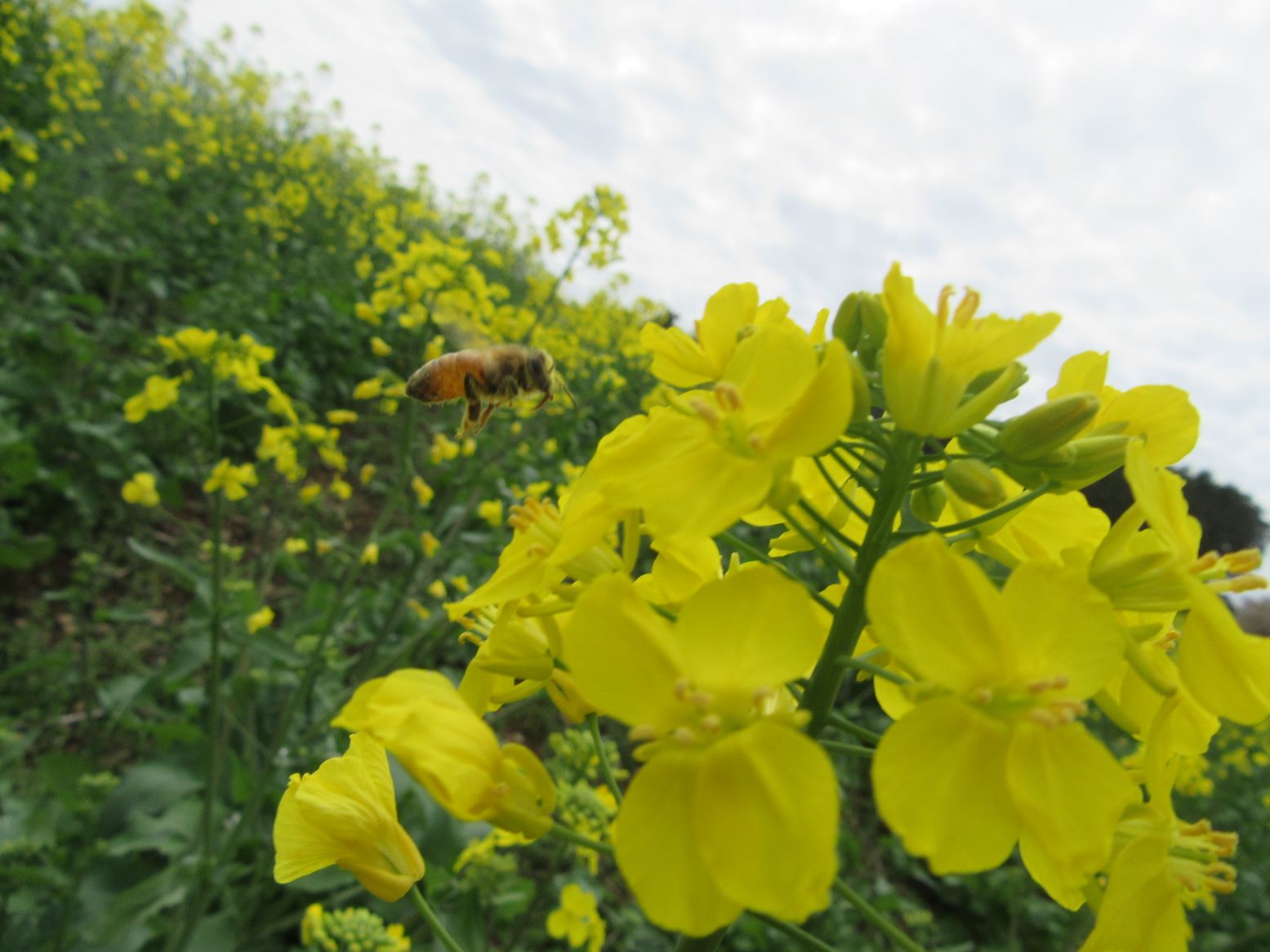 長崎県諫早市の白木峰高原にて撮影した、菜の花とミツバチです。