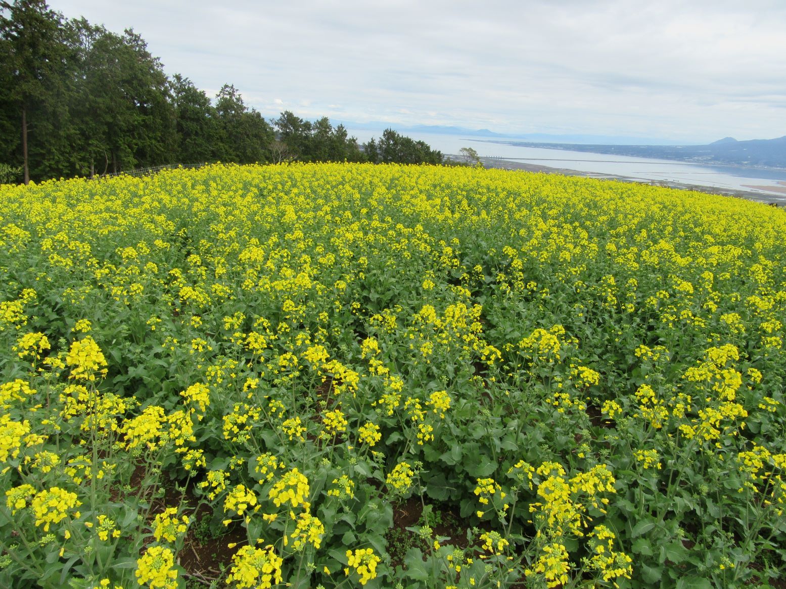 長崎県諫早市の白木峰高原にて撮影した、あたり一面に広がる菜の花です。