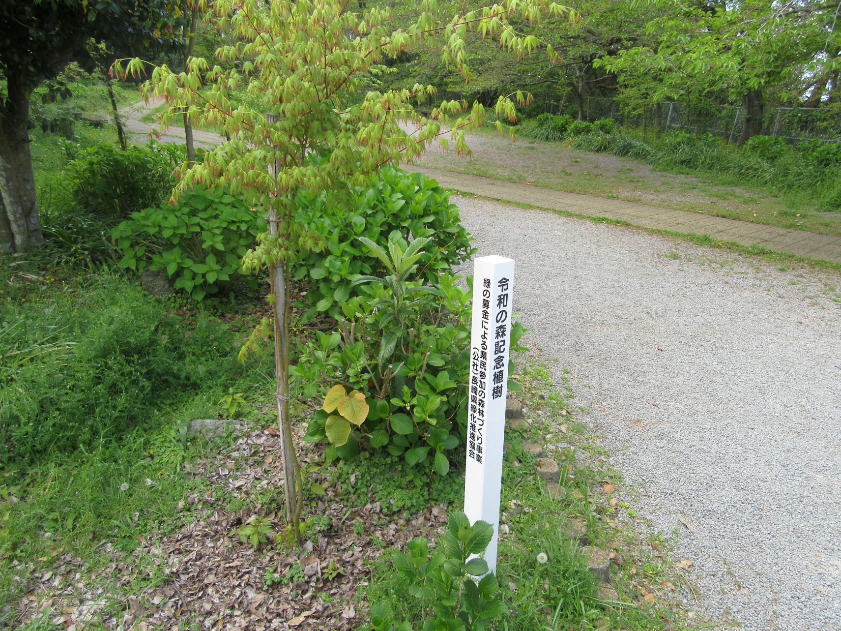長崎県長崎市の風頭公園の、令和の森記念植樹です。植物の緑が綺麗です。