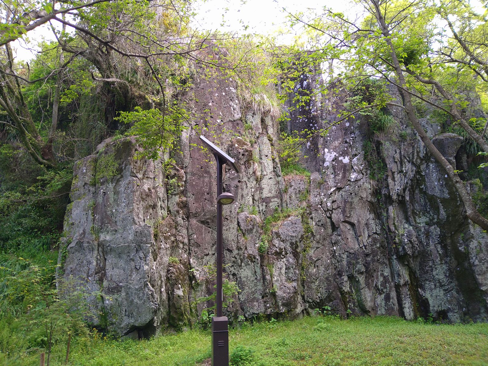 長崎県長崎市の風頭公園での、植物と岩や苔です。太陽の光も照ってきており、神秘的です。