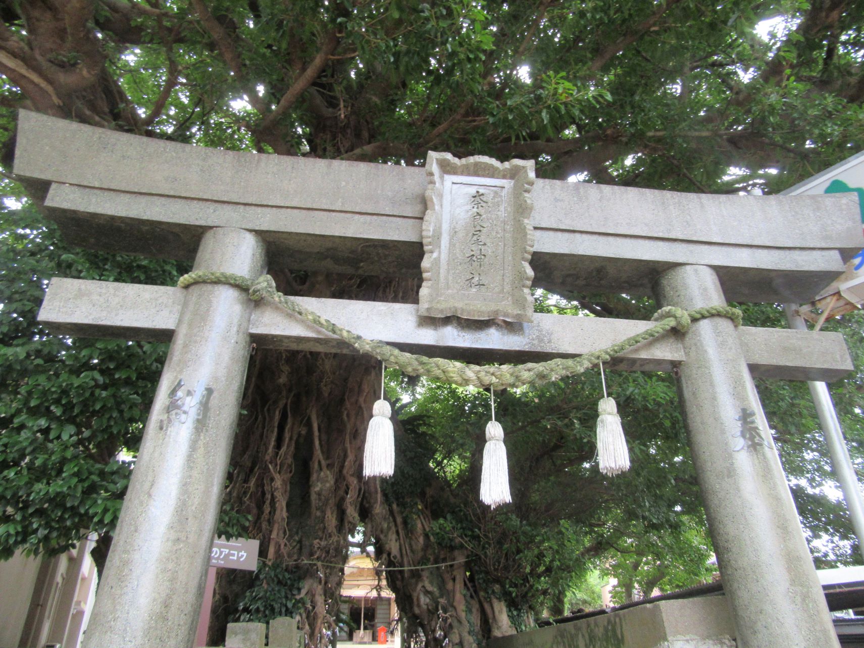 長崎県南松浦郡新上五島町の奈良尾神社の鳥居と、立派な『奈良尾のアコウ』。