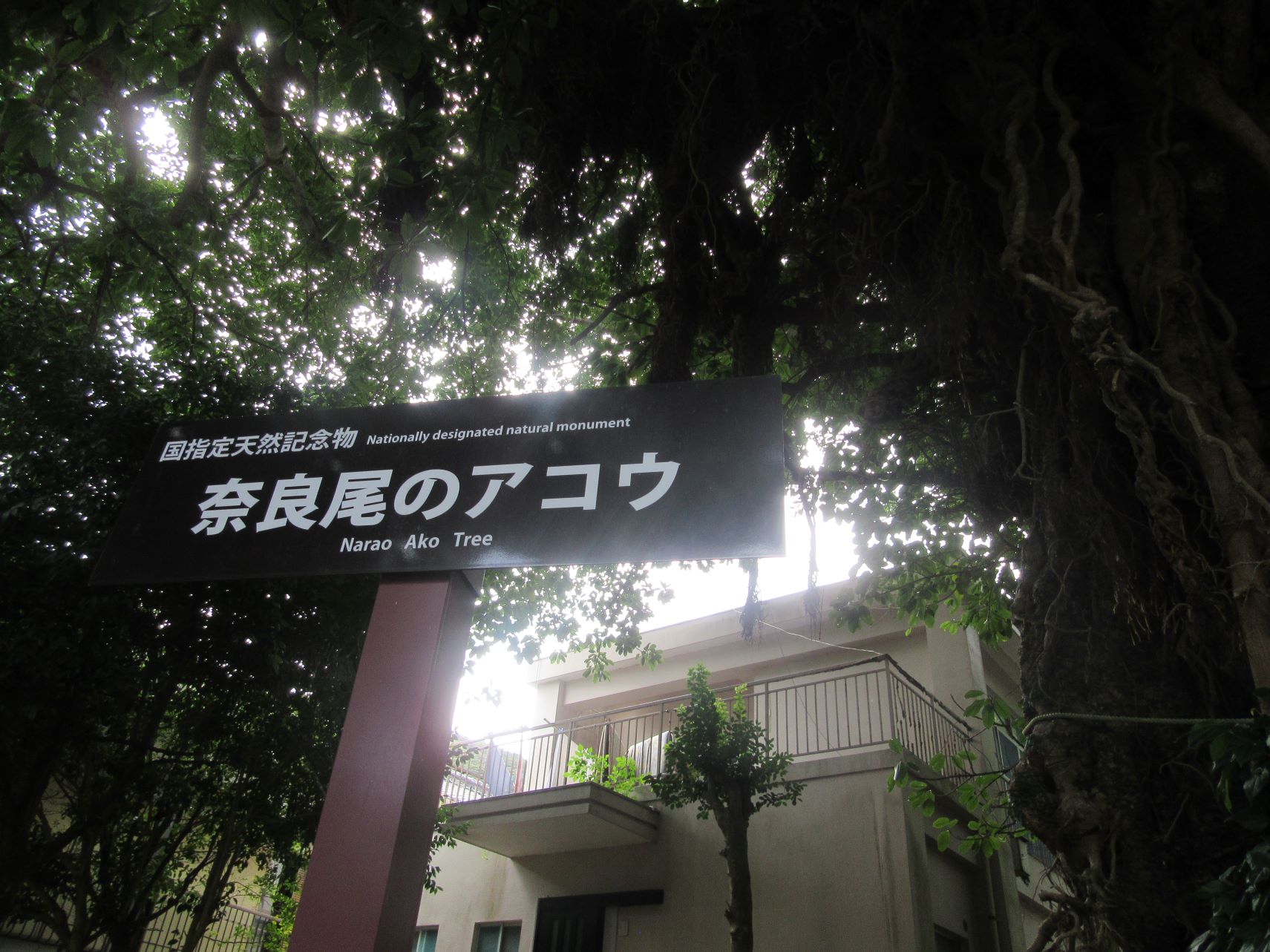長崎県南松浦郡新上五島町の奈良尾神社の『奈良尾のアコウ』の看板。