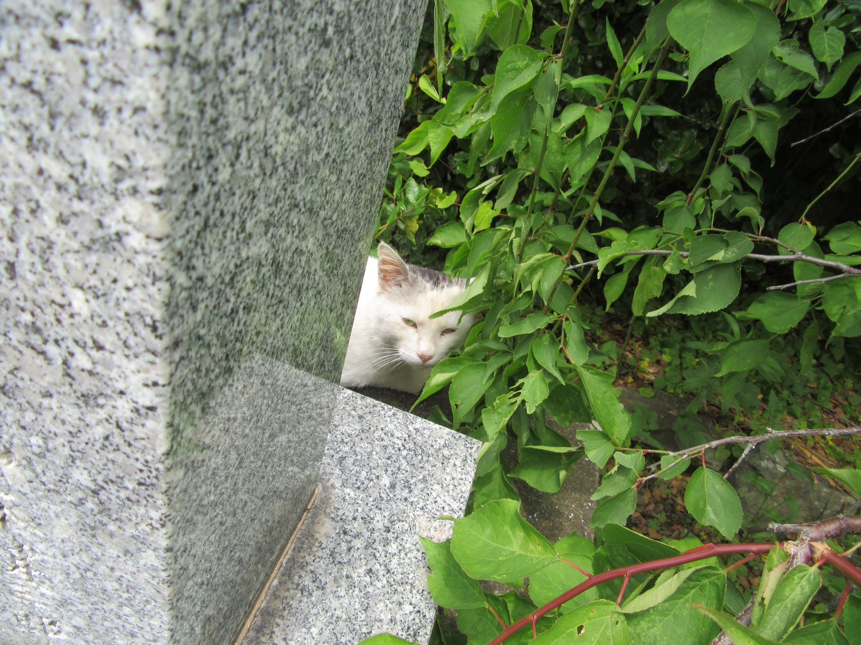 長崎市丸山町の梅園身代り天満宮にて見かけた、ひょっこり顔を出す猫。