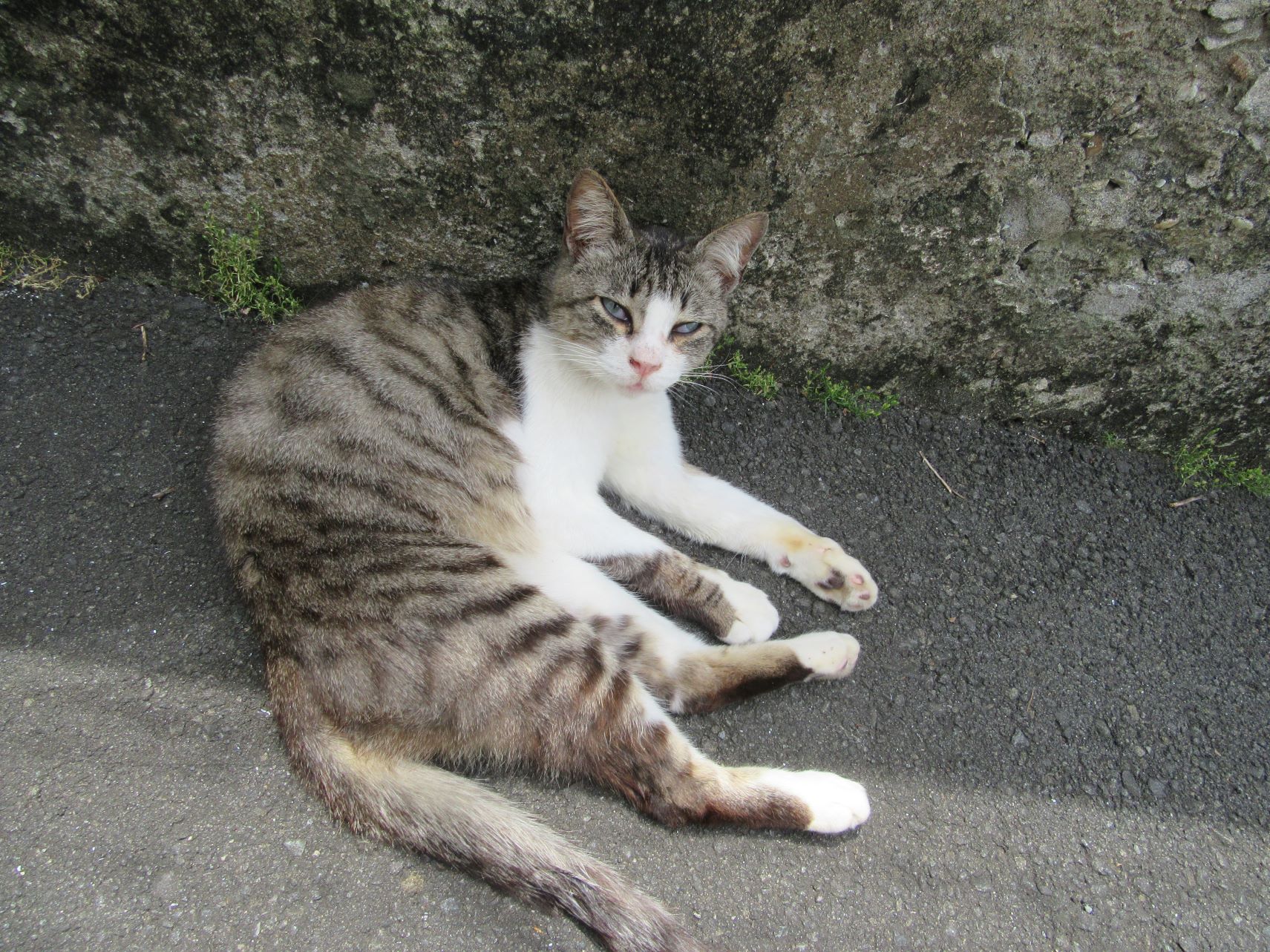 長崎市丸山町界隈で見つけた猫。