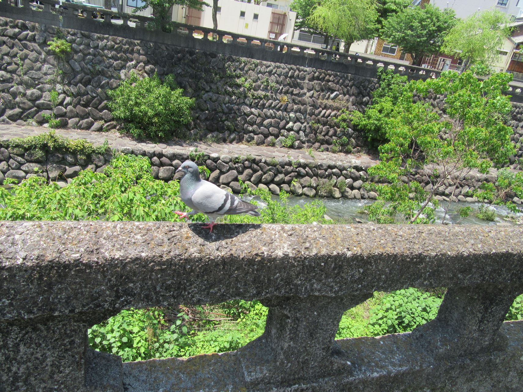 長崎県長崎市・中島川沿いを歩いている鳩。