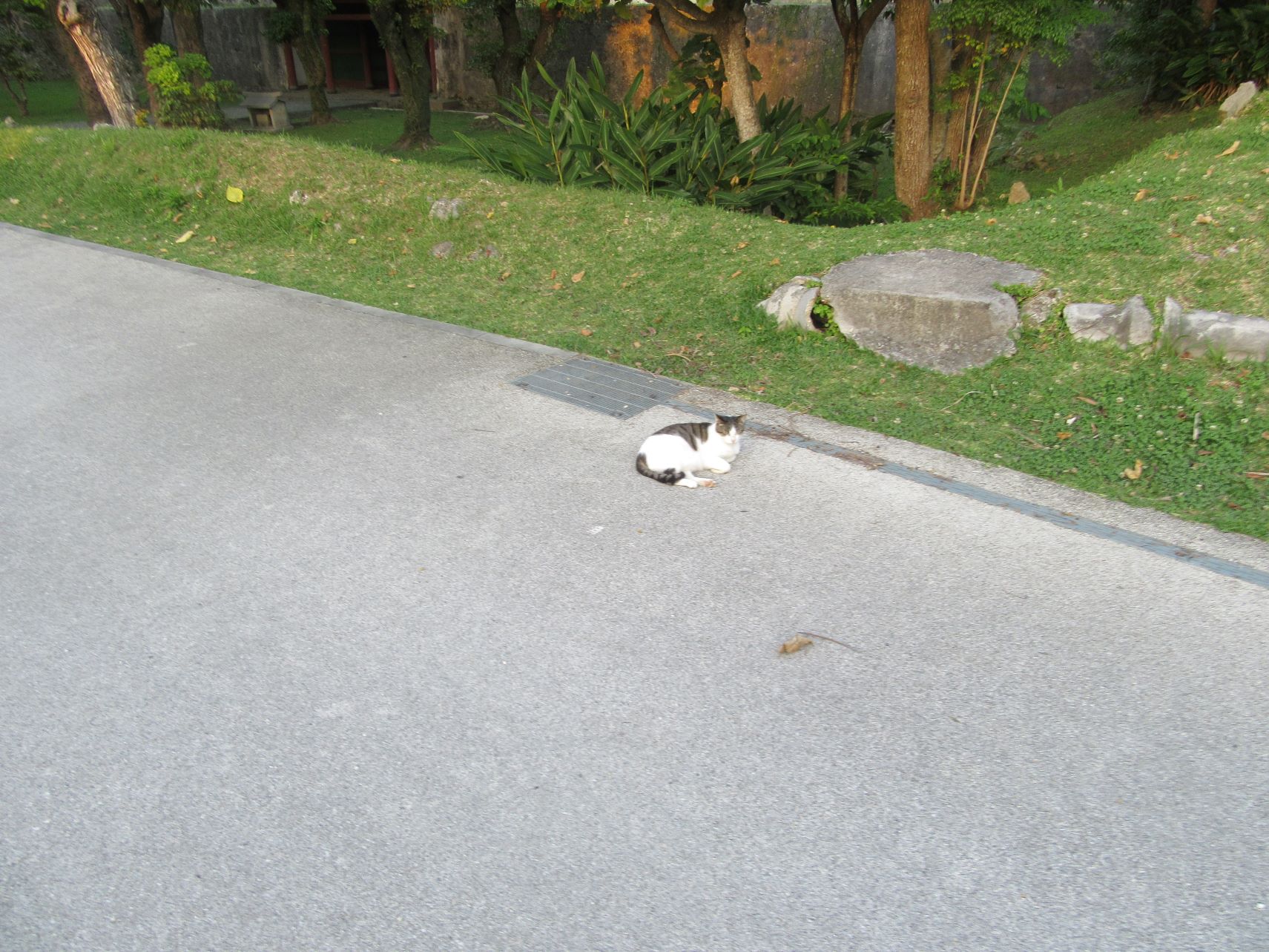 首里城公園での猫。