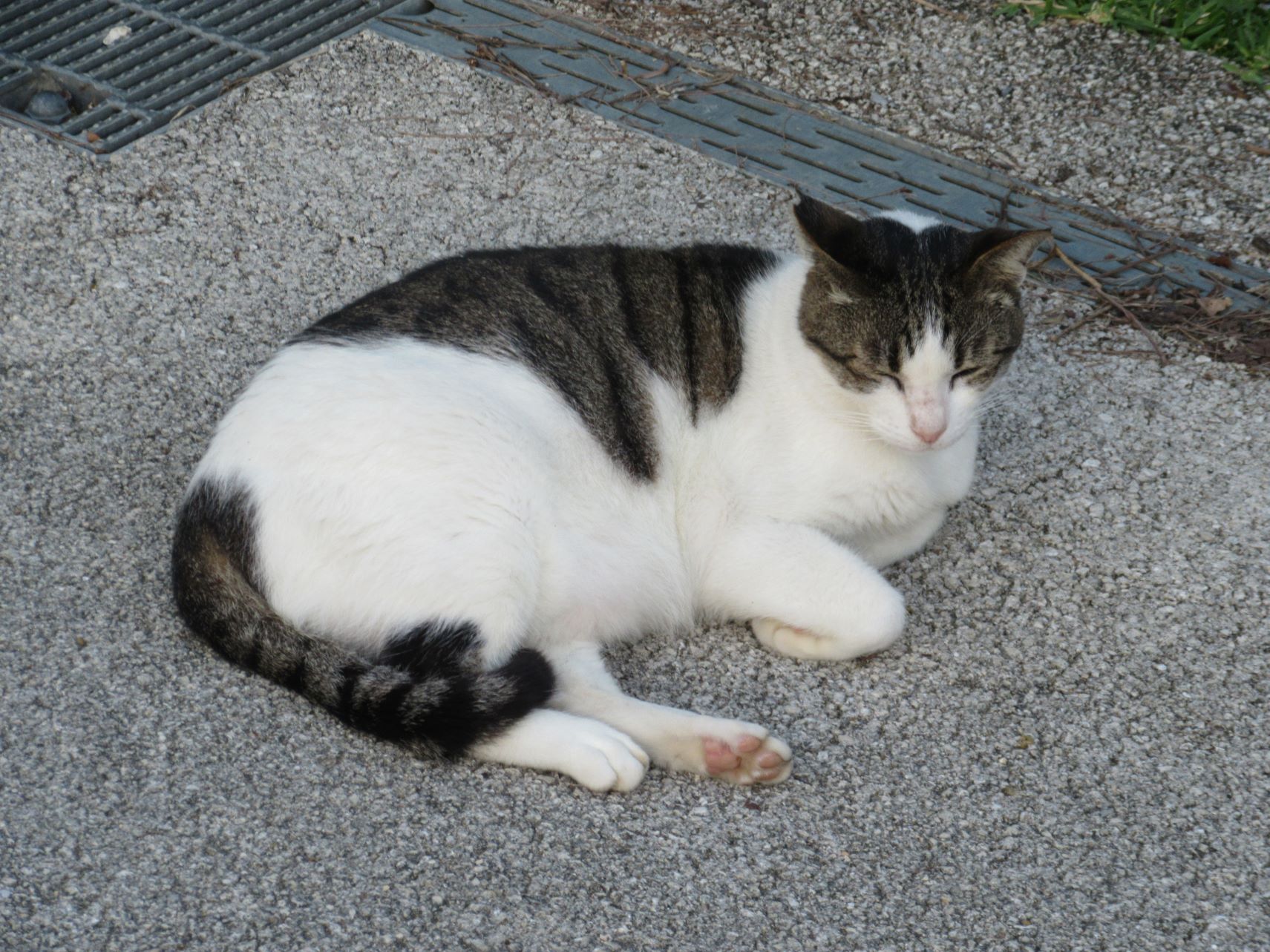 首里城公園で猫がくつろいでいます。