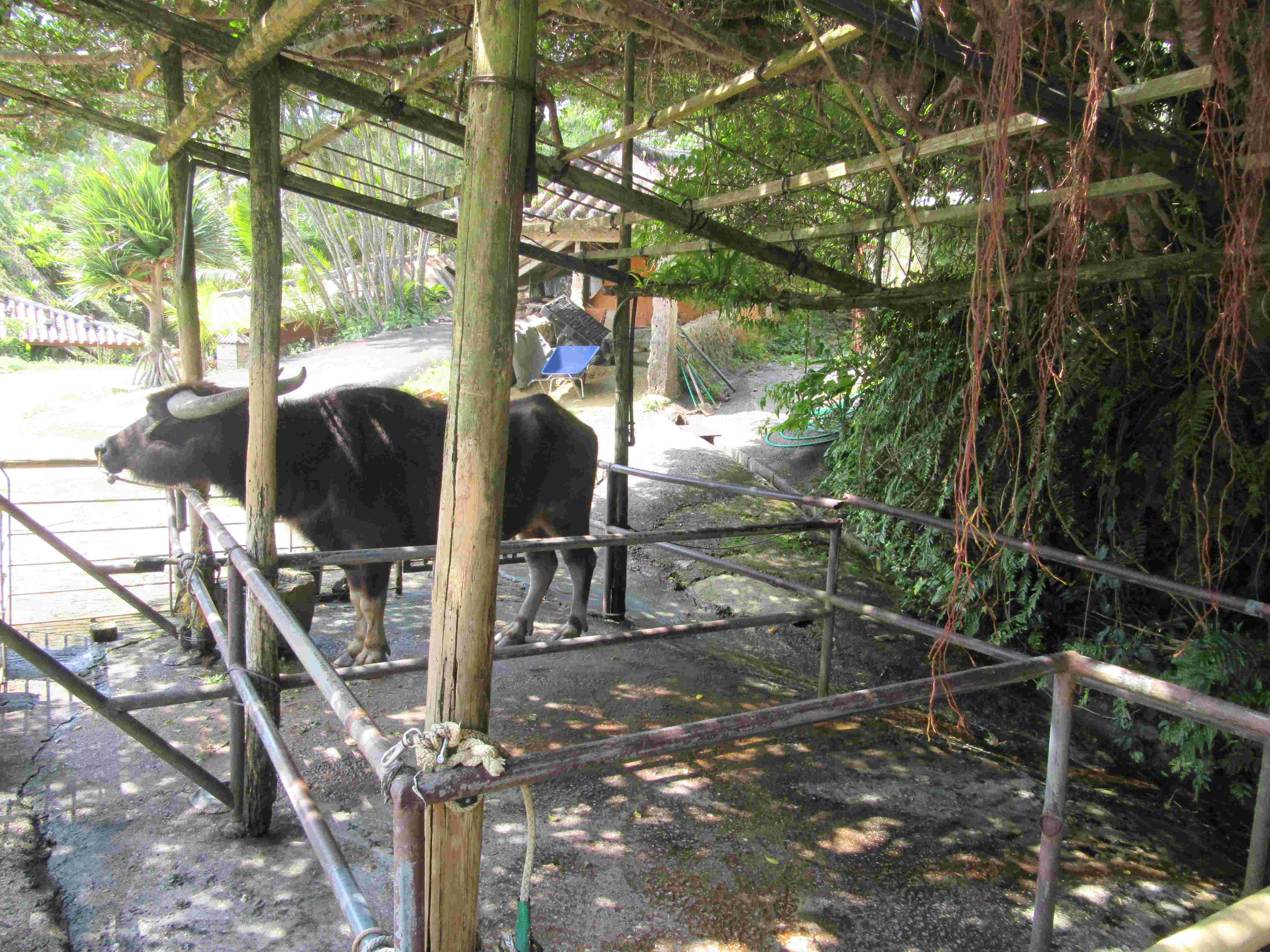 琉球村の、牛。