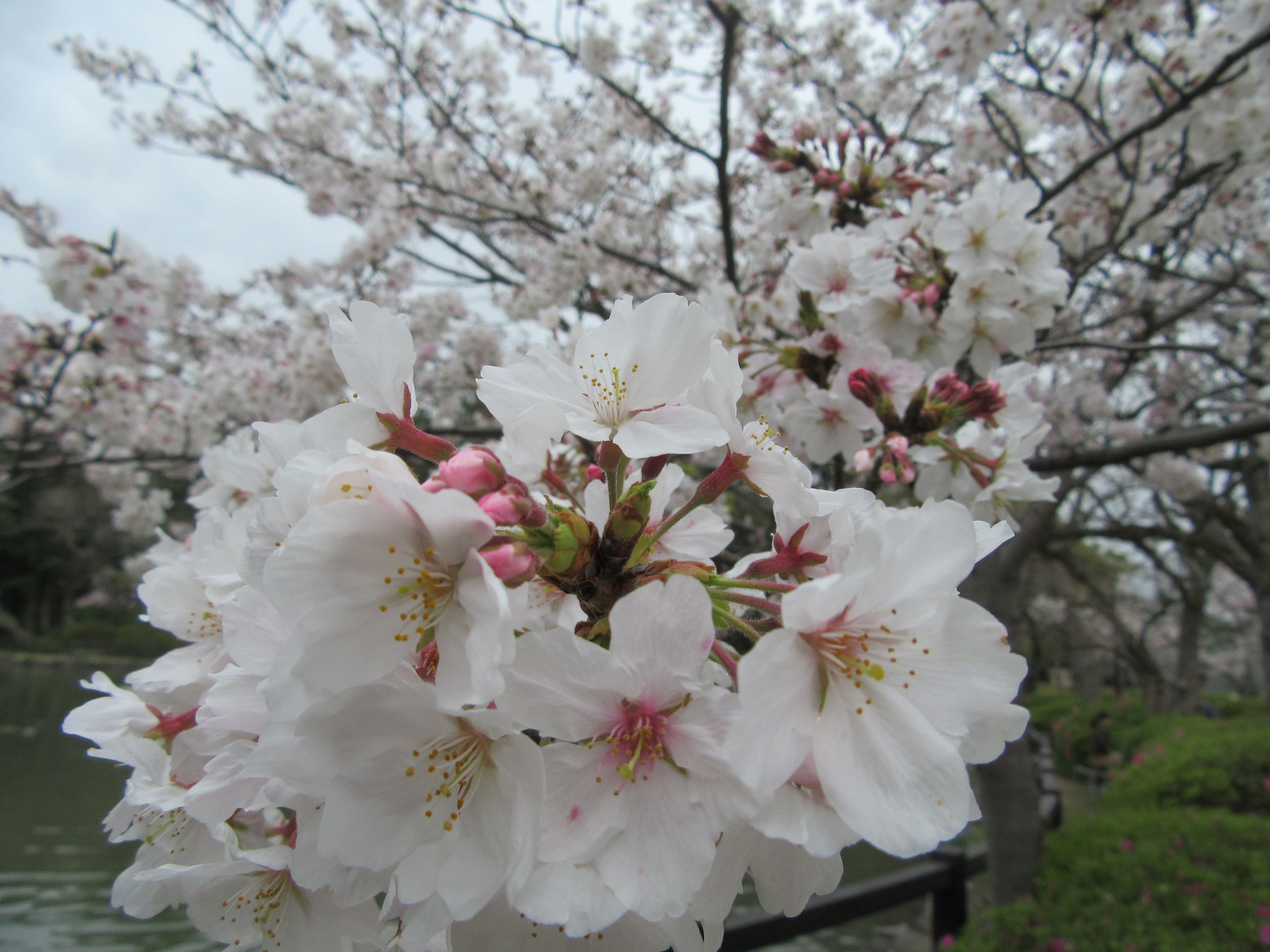 長崎県大村市の大村公園にて撮影した、桜の花です。