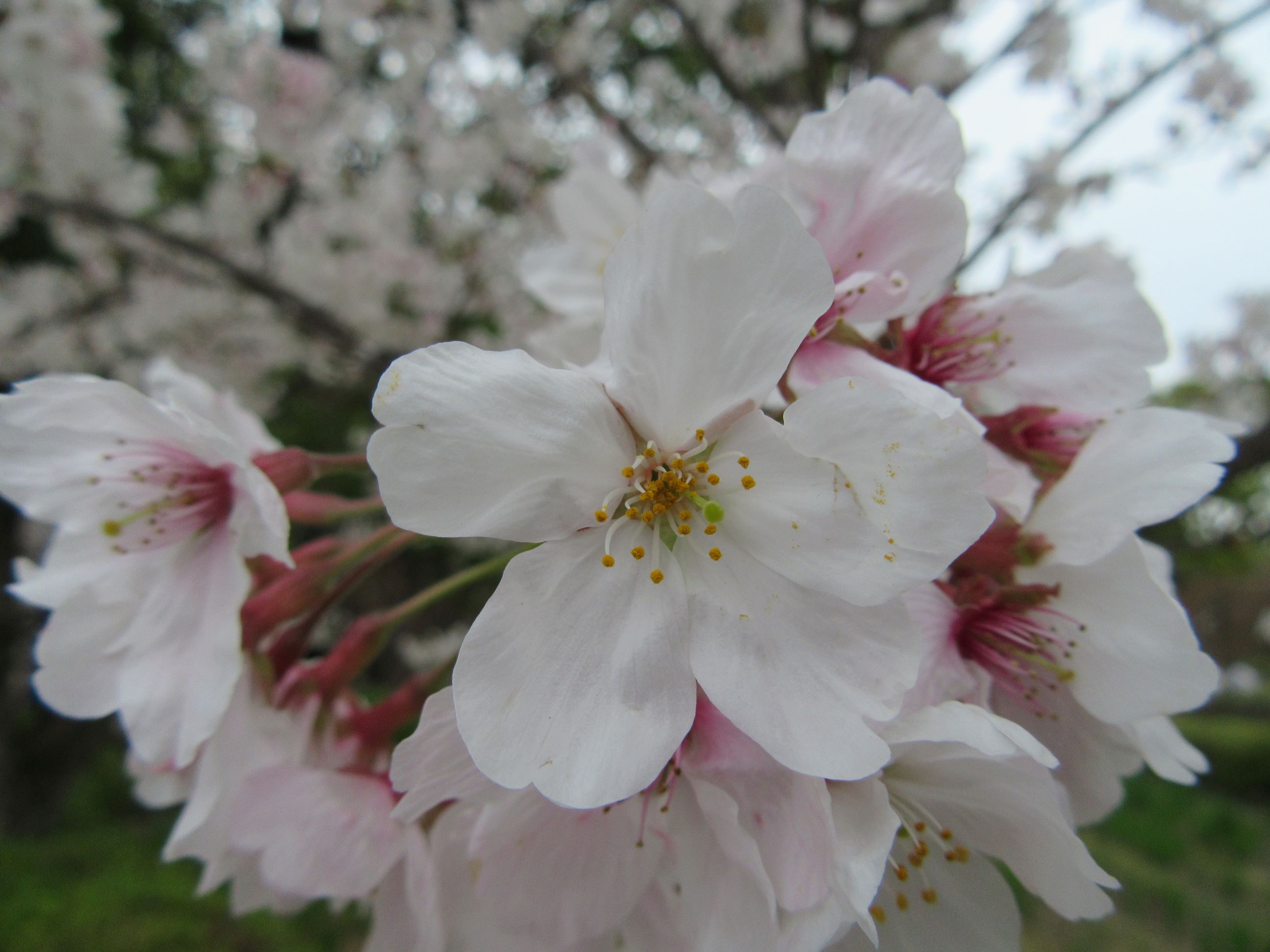 長崎県大村市の大村公園にて撮影した、近い距離からの桜の花です。