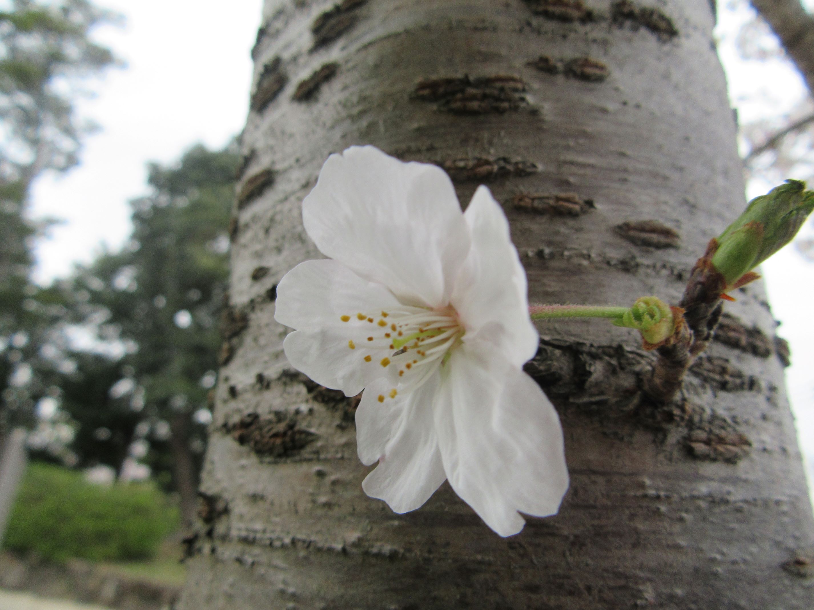 長崎県大村市の大村公園にて撮影した、木の幹から直接生えてきているように見える力強い桜の花です。