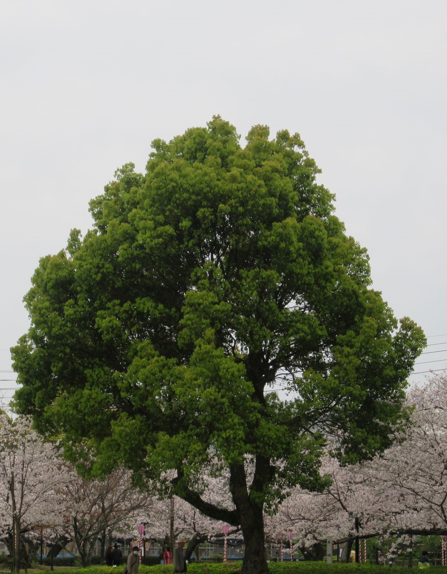 長崎県大村市の大村公園にて撮影した、桜の花のピンク色の中に存在感を放つ、緑の木です。