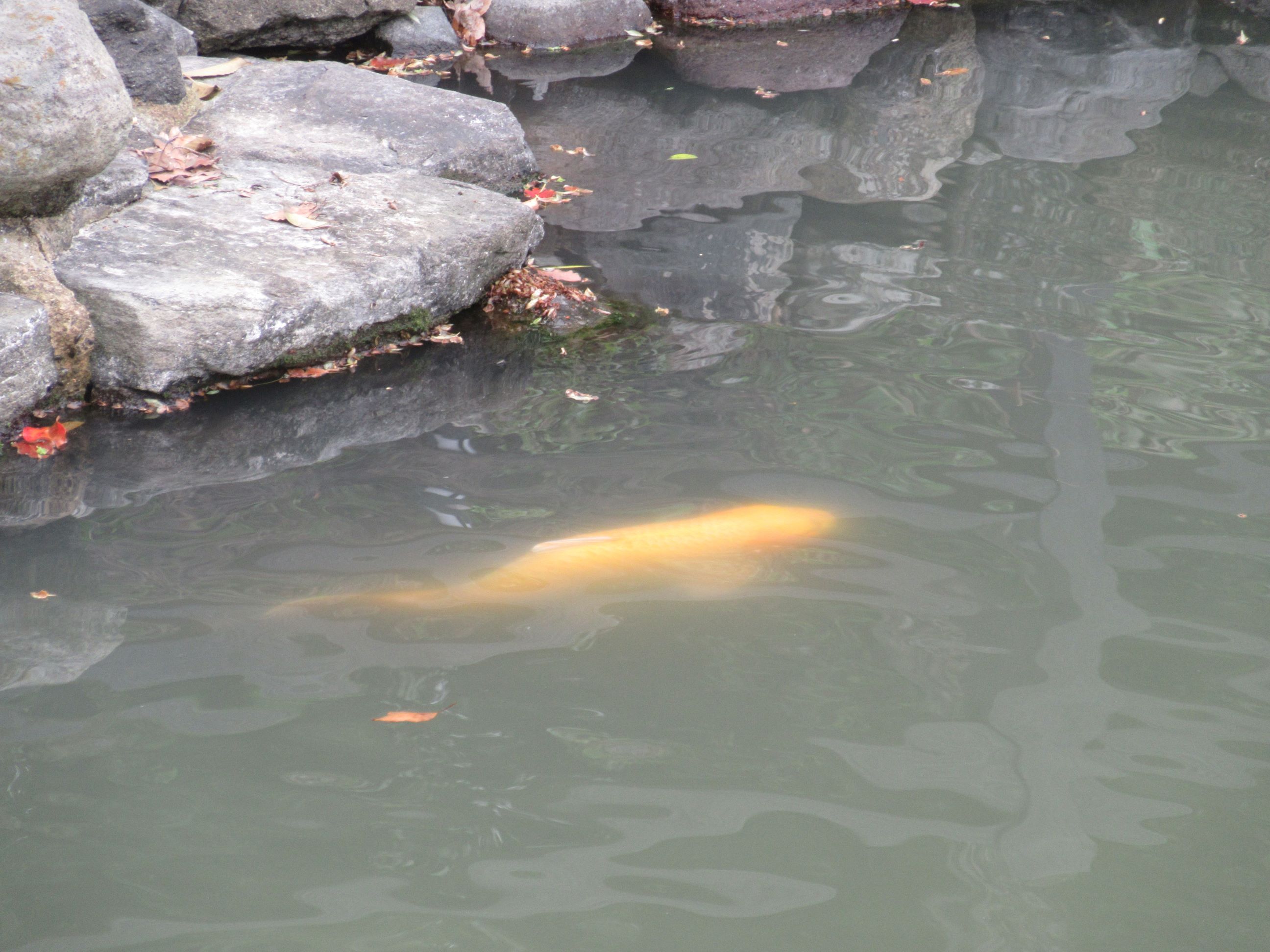 長崎県大村市の大村公園にて撮影した、金色の鯉です。