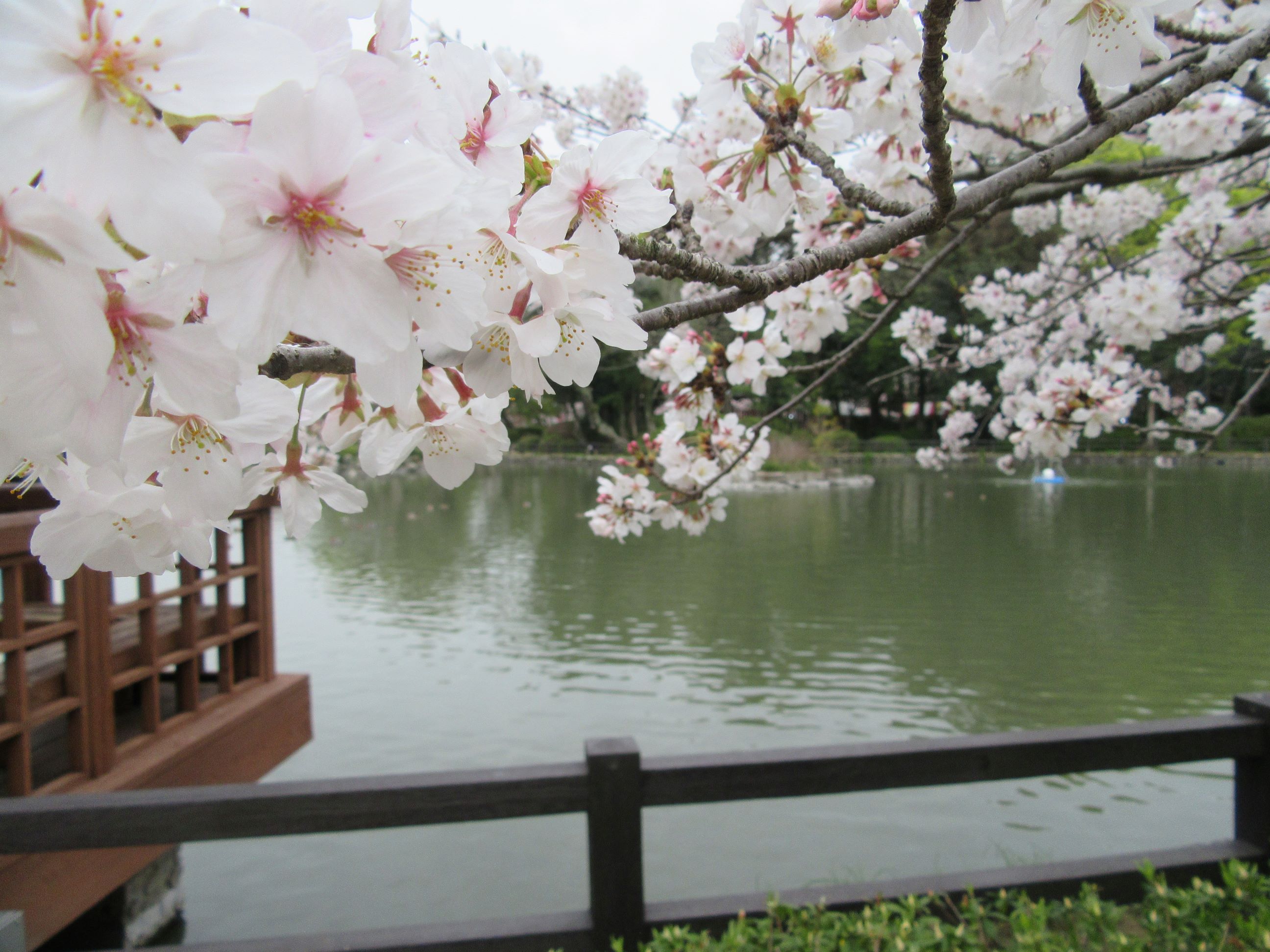長崎県大村市の大村公園にて撮影した、桜の花と池です。
