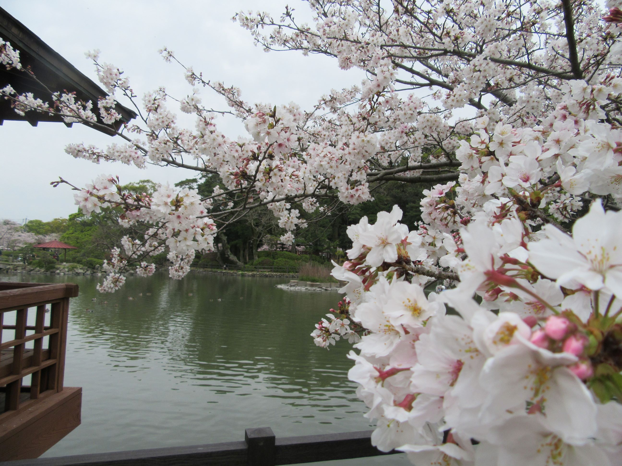 長崎県大村市の大村公園にて撮影した、池にかかる桜の花です。