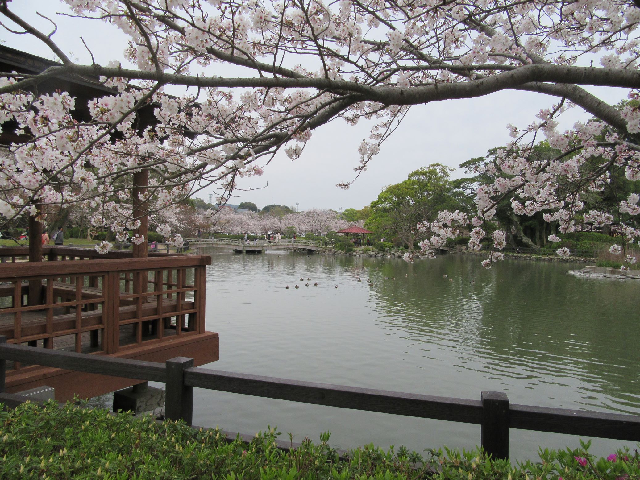 長崎県大村市の大村公園にて撮影した、桜の花と池と、遠くにいる鳥たちです。