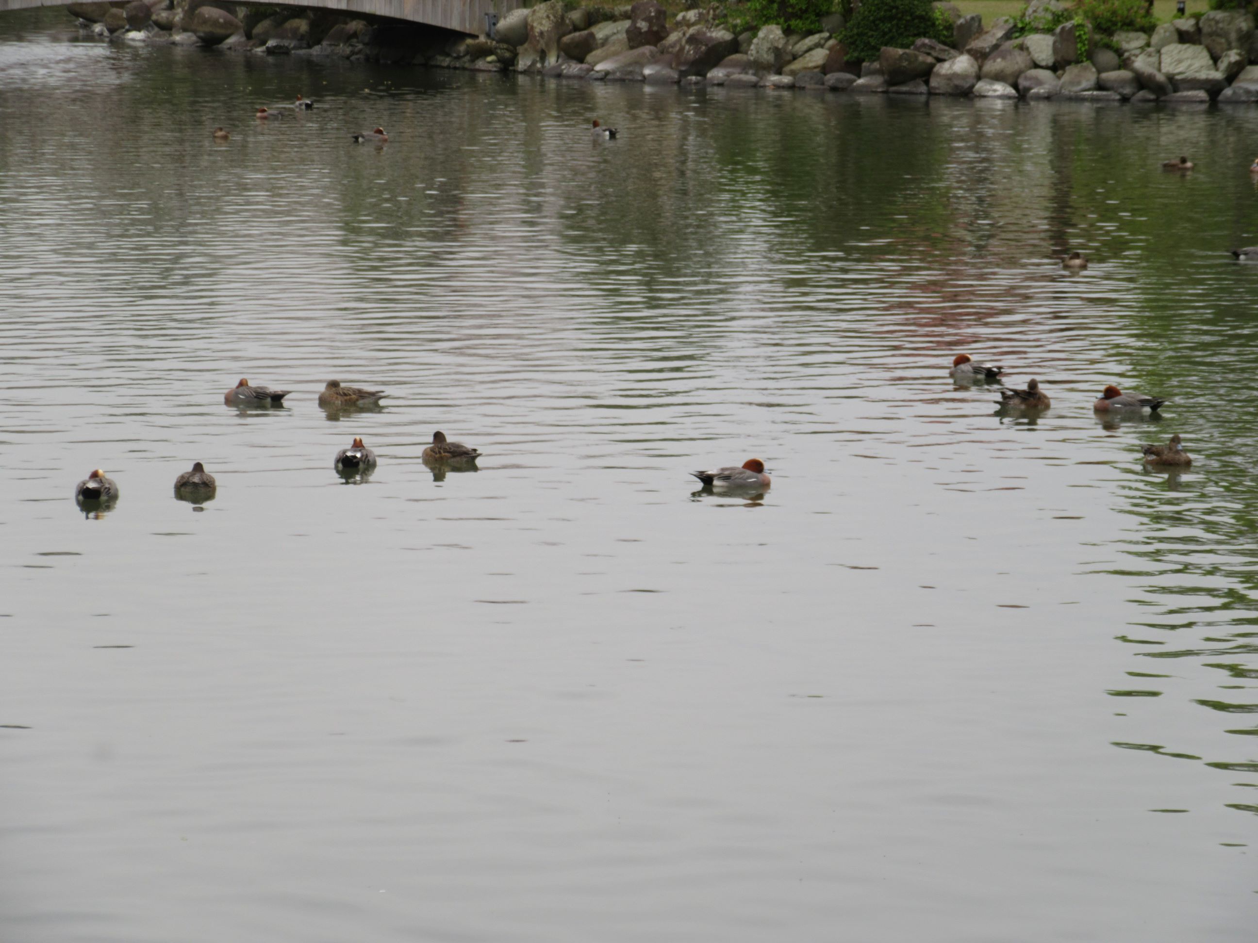 長崎県大村市の大村公園にて撮影した、池にいる鳥の群れです。