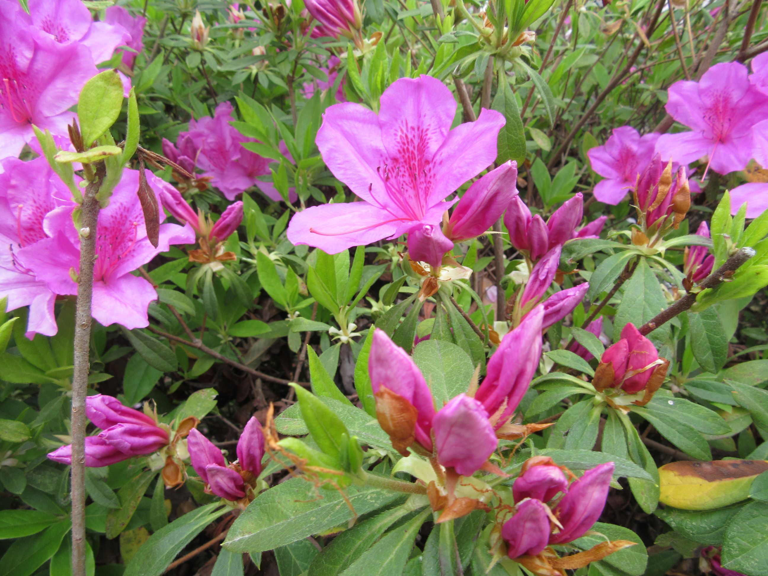 長崎県大村市の大村公園にて撮影した、ツツジと思われる花です。