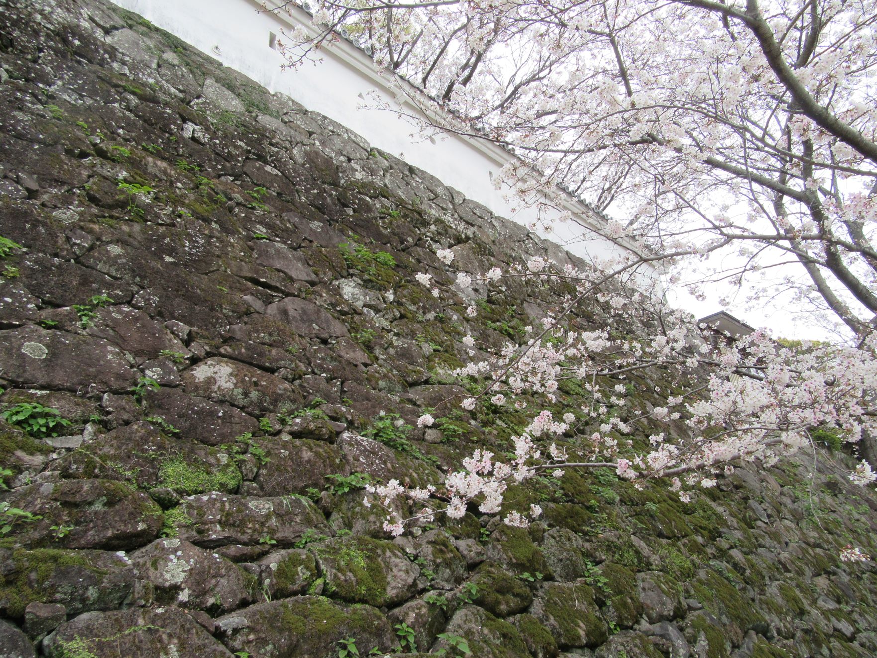 長崎県大村市の大村公園にて撮影した、石垣に生える苔と、桜です。