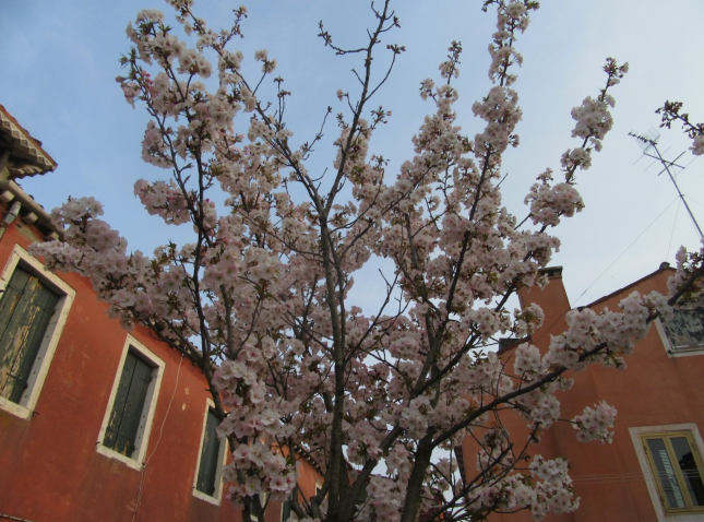 山田隆一がイタリア・ヴェネツィアに留学した際に撮影した、ヴェネツィアにあった桜です。イタリアにも桜があるのか、と感動しました。