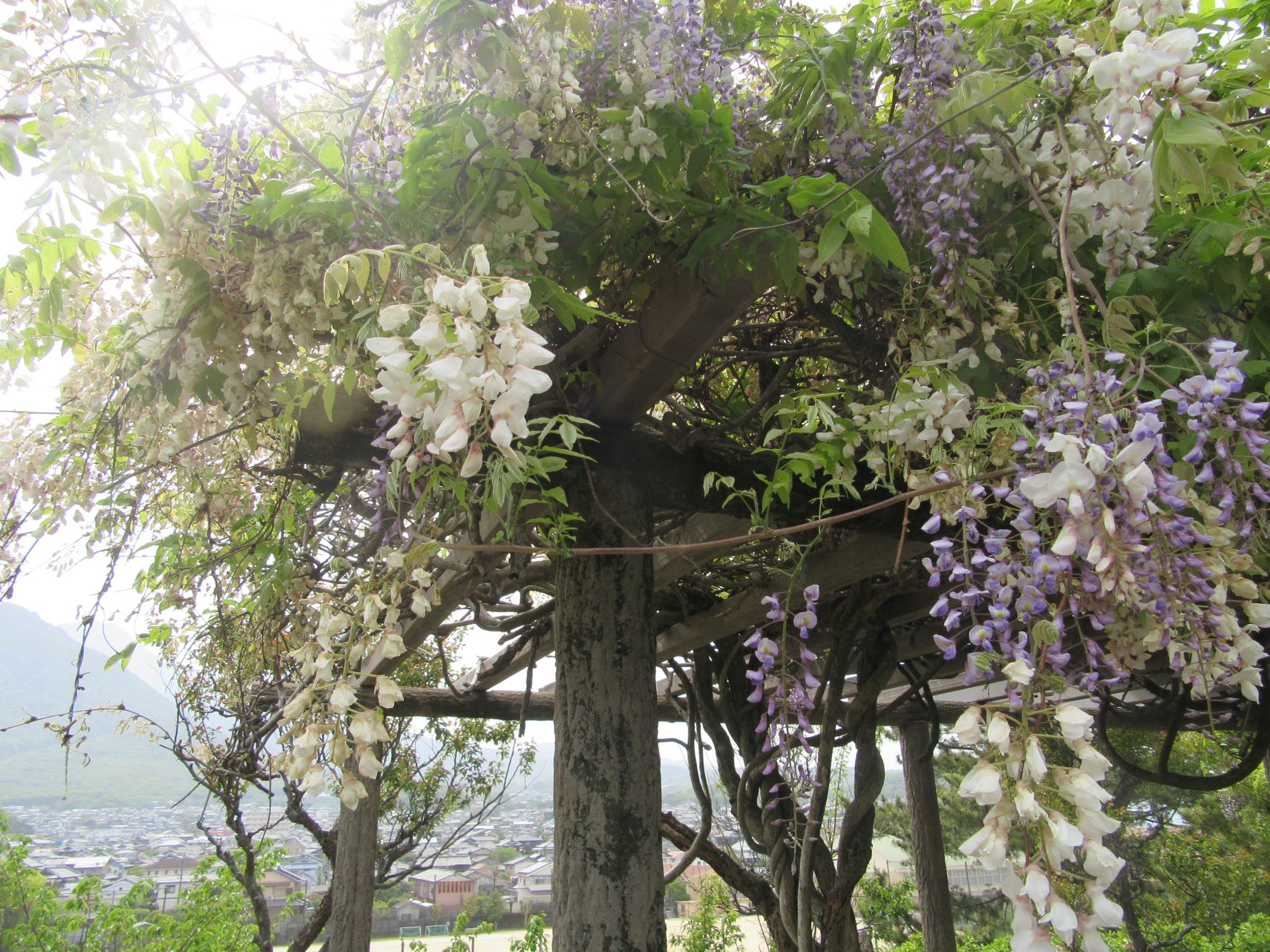 長崎県島原市の島原城で撮影した藤の花です。白と薄紫のコントラストが良いですね。
