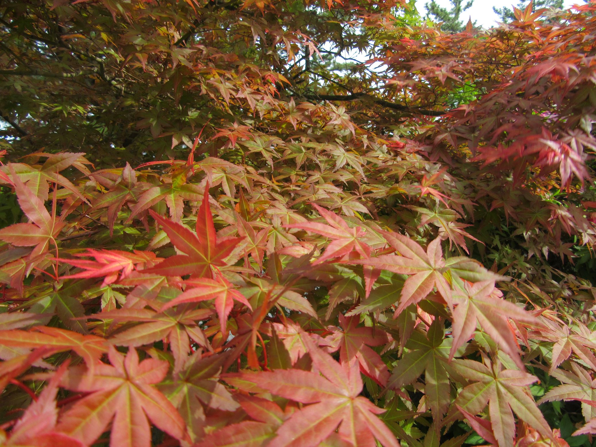 長崎県島原市の島原城で撮影した、紅葉。