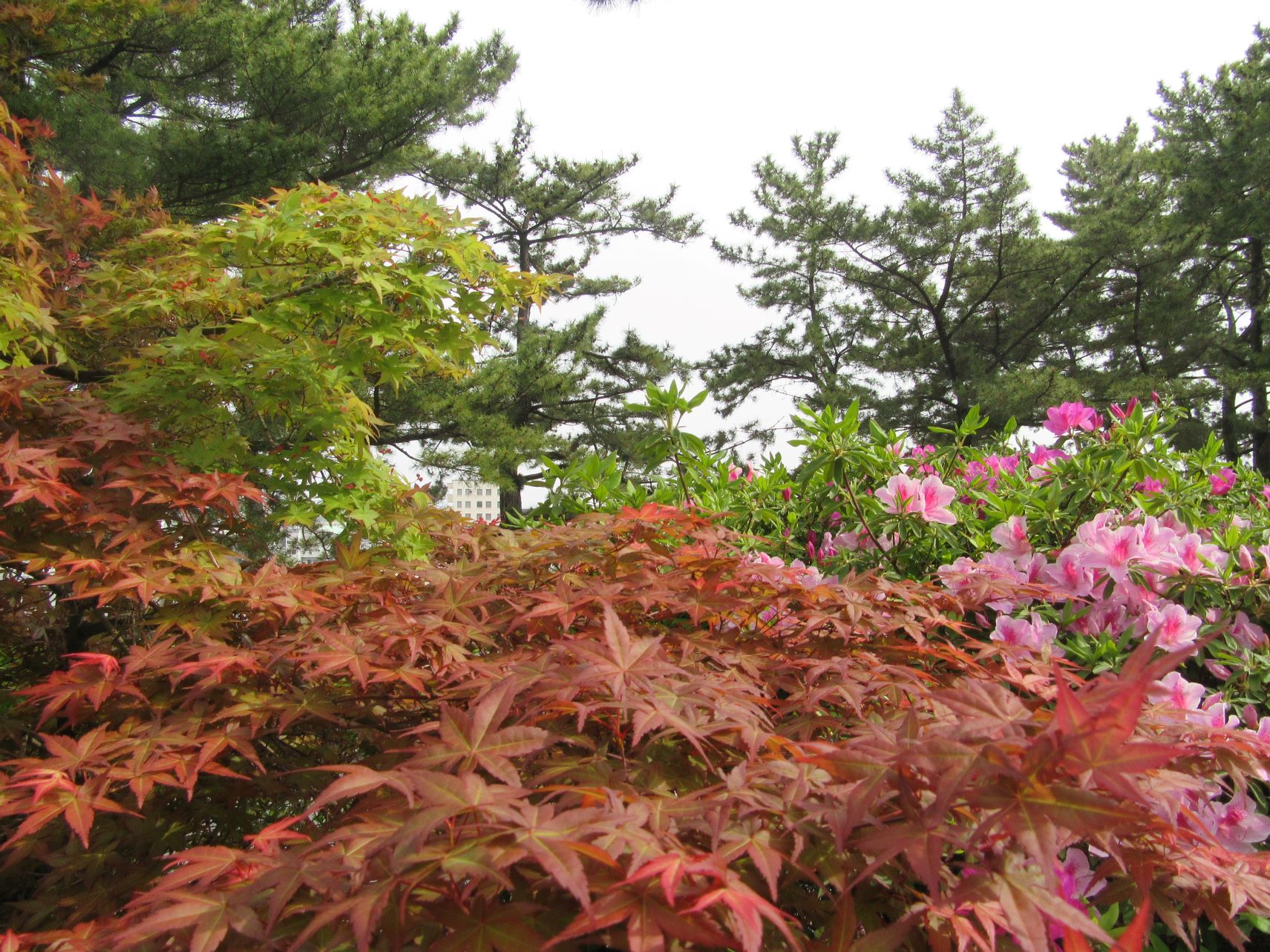 長崎県島原市の島原城で撮影した、紅葉とツツジ。