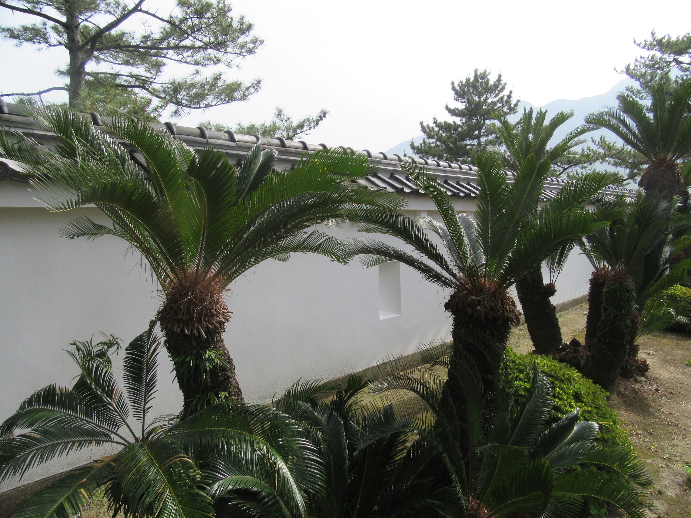 長崎県島原市の島原城で撮影した、ソテツと思われる植物。