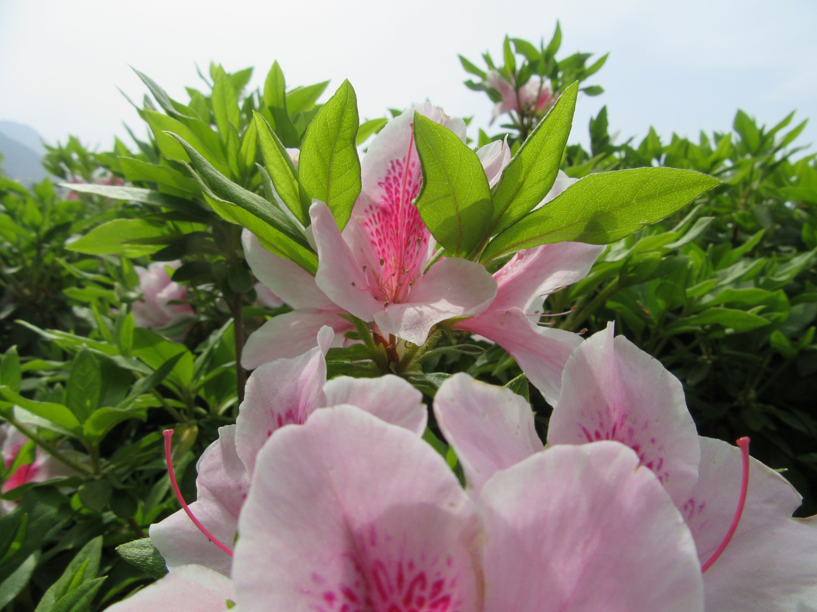 長崎県島原市の島原城で撮影した花です。ツツジの一種でしょうか。