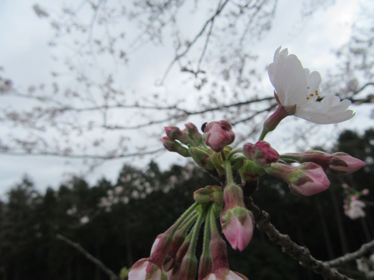 長崎県諫早市の白木峰高原にて撮影した、近くからの桜です。