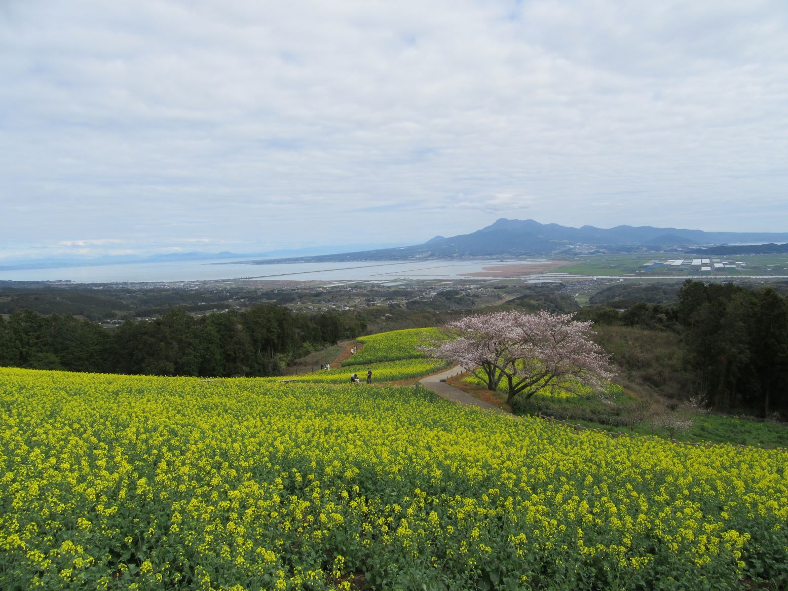 長崎県諫早市の白木峰高原の景色です。桜と菜の花の共演と、遠くの海や山の景色が良いですね。