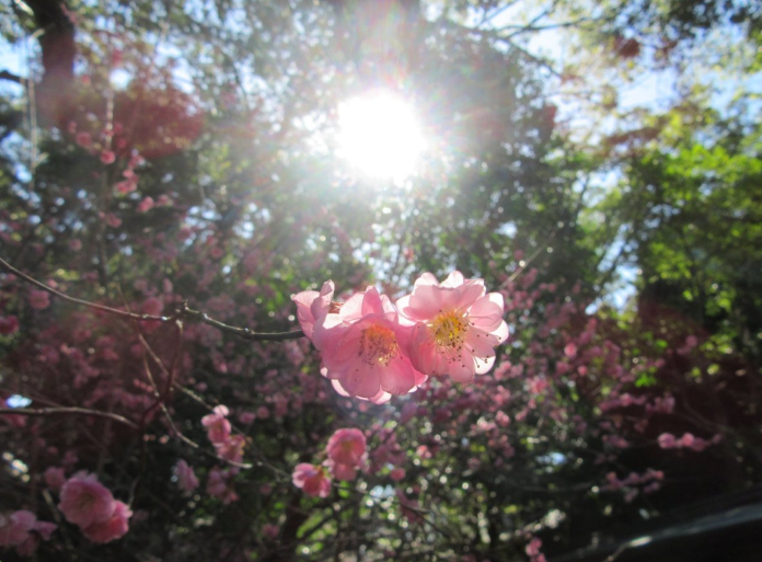 2023年2月に長崎県長崎市の松森天満宮にて撮影した梅の花です。