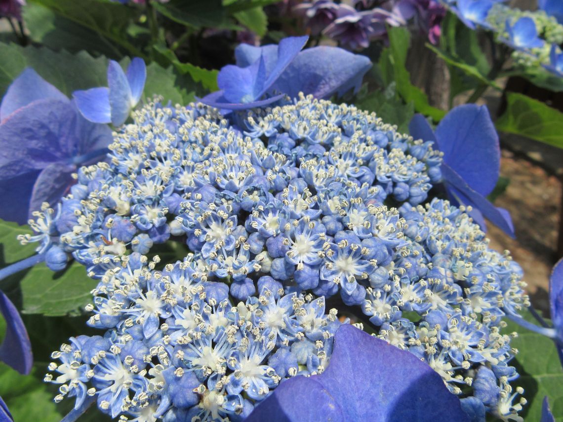 青のあじさい。