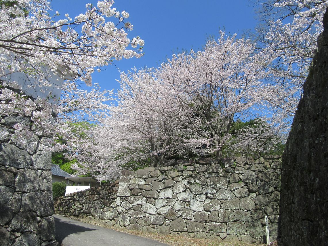 大村神社の石垣と桜。
